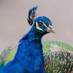 Top half of a pretty bird with bright blue plumage on neck, light colored beak, blue headdress, links to larger version of the image